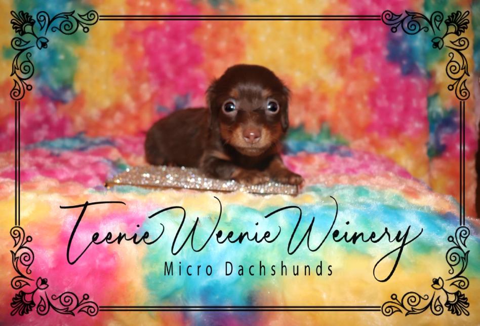 Welcome To The Teenieweenieweinery We Raise Pure Bred Micro Mini